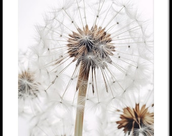 Dandelion Seeds Macro Closeup Photo Photography Digital Download Print