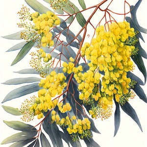 Wattle Australian Native Tree Flower Acuarela Pintura 4 Impresión de descarga digital