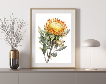 Leucospermum 3 Australian Native Tree Flower Watercolour Painting Digital Download Print