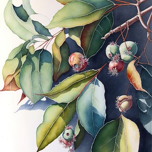 Eucalyptus Australian Native Tree Flower Watercolour Painting 7 Digital Download Print