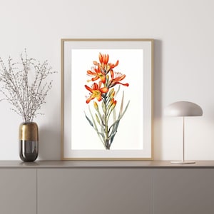 Kangaroo Paw 4 Australian Native Tree Flower Watercolour Painting Digital Download Print