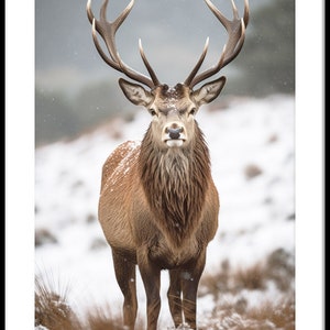Red Stag Deer in Snow Photo Photography Digital Download Print