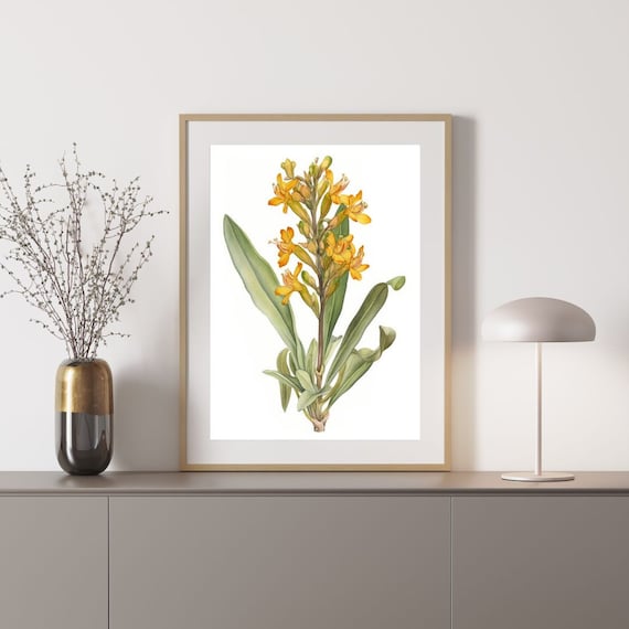 ジェラルトンワックス2 オーストラリア原産の木の花の水彩画 デジタル
