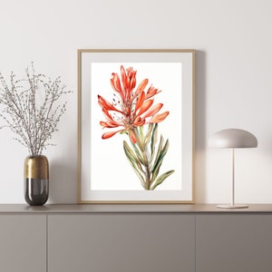 Kangaroo Paw 2 Australian Native Tree Flower Watercolour Painting Digital Download Print