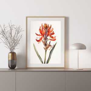 Kangaroo Paw 3 Australian Native Tree Flower Watercolour Painting Digital Download Print
