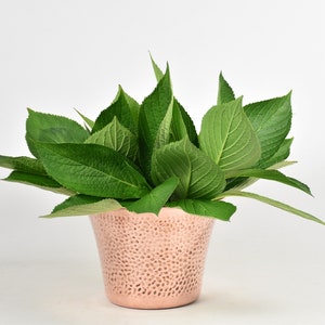 Puede incluir: Un conjunto de hojas verdes vibrantes llena una maceta texturizada de color oro rosa. Las hojas son exuberantes y llenas, creando un arreglo decorativo natural. La maceta tiene una superficie con hoyuelos, lo que añade interés visual a la exhibición floral.