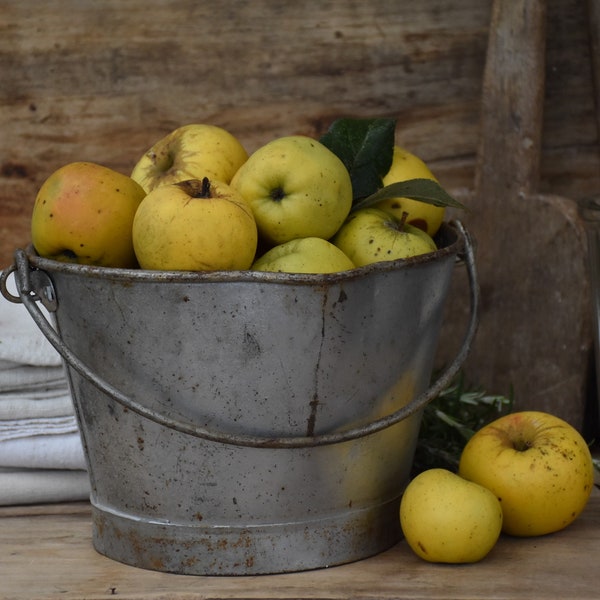 Ancien petit seau en métal avec anse et bec verseur pour la décoration du jardin