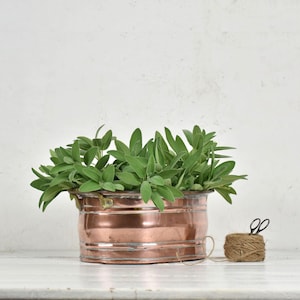 Peut inclure: Une bassine ovale en cuivre dotée de deux poignées latérales, remplie de feuilles de sauge vertes. À côté de la bassine se trouve une petite pelote de ficelle brune surmontée d'une paire de petits ciseaux en métal pour le jardinage.