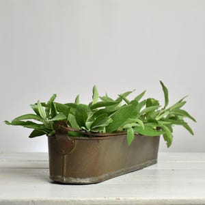 Peut inclure: Une jardinière en métal de forme ovale allongée, dotée d'une patine bronze brunâtre vieillie et d'une petite poignée de chaque côté. Le récipient est rempli d'un bouquet de feuilles de sauge vertes, fraîches et éclatantes, dépassant du haut.