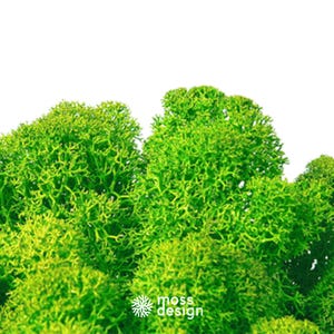 Op de afbeelding: Een close-up van geconserveerd groen mos, gerangschikt in een cluster. Het mos is zacht en pluizig, met een natuurlijke, aardse textuur. Het mos is een populaire keuze voor het maken van decoratieve wandkunst en andere ambachten.