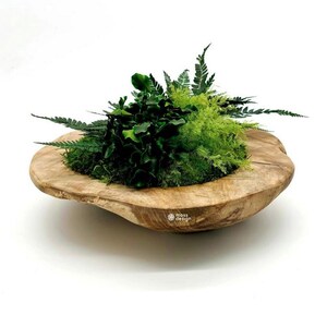 Puede incluir: Un cuenco de madera con un acabado natural y rústico, lleno de vegetación preservada, incluyendo helechos y musgo. El cuenco es una pieza decorativa con un logotipo de "moss design" en la parte inferior.