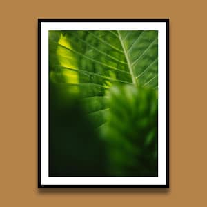 Stampa botanica tropicale, fotografia paesaggistica botanica della Florida, arte murale minimalista, poster di viaggio