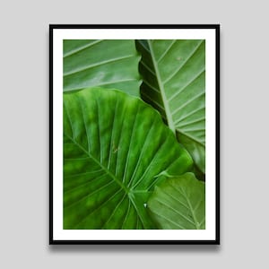 Stampa botanica tropicale, fotografia paesaggistica botanica, arte murale minimalista, poster di viaggio