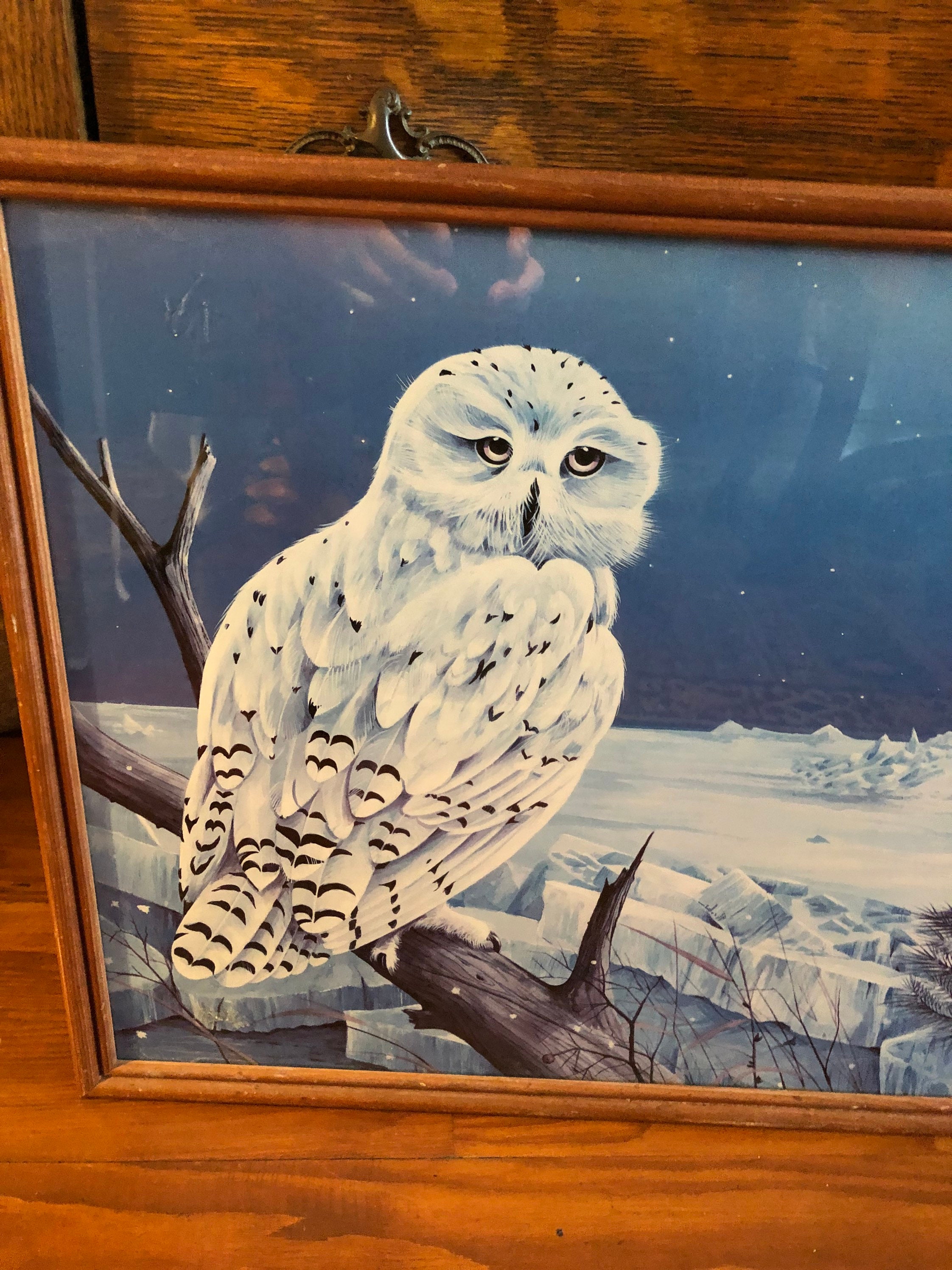 Snowy Owl Arctic Snow Owl 17in x 20in Print