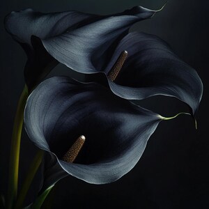 May include: A close-up of dark calla lilies with velvety, deep blue-black petals. The flowers have a smooth texture and a contrasting brown spadix. The stems are a pale green against a dark background, creating a dramatic floral arrangement.