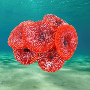 Fish Tank Decoration Coral Fish Tank Landscaping Equipment, Aquarium plants, Aquarium decor, fish tank decor, aquarium, terrarium decor