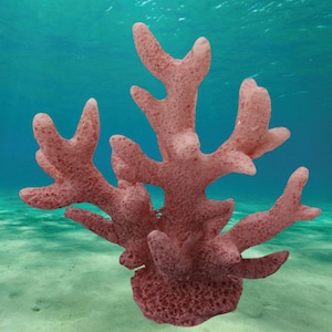 Coral Starfish Fish tank decoration, aquarium rocks, aquarium decor, aquarium, aquarium cave, terrarium kit, terrarium decor