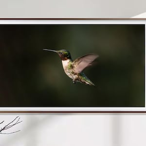 May include: A framed digital art display shows a hummingbird in flight against a dark green background. The bird has iridescent green, white, and red feathers. The frame is a dark brown colour, and the display is mounted on a white wall.