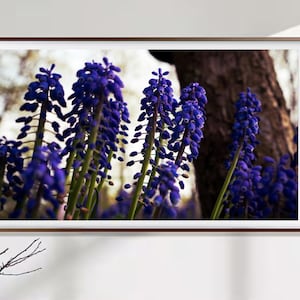 May include: A framed print featuring a close-up of vibrant purple grape hyacinth flowers. The artwork is set against a blurred background of a tree trunk and a soft, neutral backdrop, creating a striking contrast. The frame is a warm brown color.