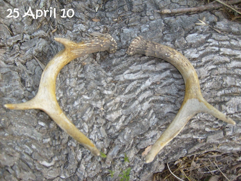 Vintage Deer Antlers Horns little rack Antler Hunter's Trophy Mount Horns Pair for Hunting Lodge Log Cabin decor Ranch or Bunk House Holiday decoration rustic artwork pure Texana relic Texas Wildlife Rudolf lost his Antlers Hunters Delight image 5