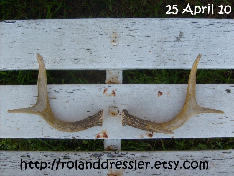 Vintage Deer Antlers Horns little rack Antler Hunter's Trophy Mount Horns Pair for Hunting Lodge Log Cabin decor Ranch or Bunk House Holiday decoration rustic artwork pure Texana relic Texas Wildlife Rudolf lost his Antlers Hunters Delight image 3