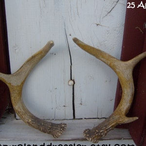 Vintage Deer Antlers Horns little rack Antler Hunter's Trophy Mount Horns Pair for Hunting Lodge Log Cabin decor Ranch or Bunk House Holiday decoration rustic artwork pure Texana relic Texas Wildlife Rudolf lost his Antlers Hunters Delight image 4