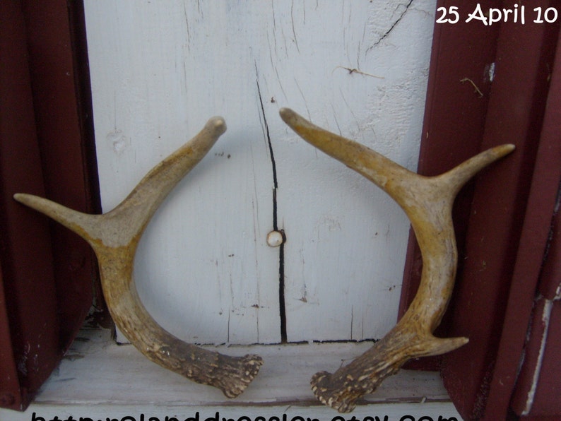 Vintage Deer Antlers Horns little rack Antler Hunter's Trophy Mount Horns Pair for Hunting Lodge Log Cabin decor Ranch or Bunk House Holiday decoration rustic artwork pure Texana relic Texas Wildlife Rudolf lost his Antlers Hunters Delight image 4