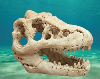 dinosaur resin skull Decoration Ornament house Decoration, fish tank decor, aquarium rocks, plant stand, aquarium decor, aquarium skull