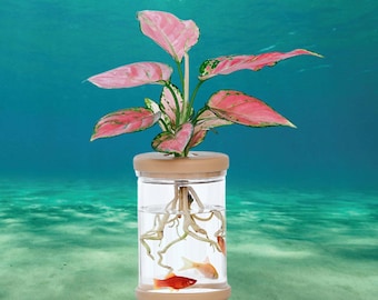 May include: A clear glass vase with a wooden top, containing a pink and green plant with roots submerged in water. Two small orange and white fish swim in the water.