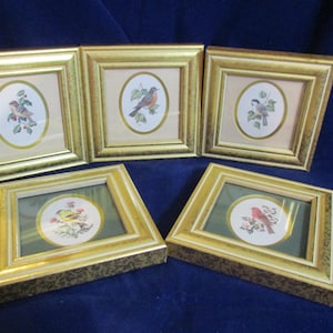 May include: A set of five square wall frames with gold-toned, textured borders. Each frame contains an oval mat surrounding a detailed illustration of a different bird perched on a branch, set against a light-colored or green background.