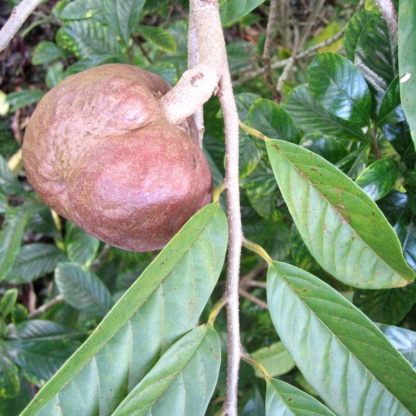 Reserve for Cody  annona reticulata  bullock heart  jamaican apple  15 fresh seeds March  2020