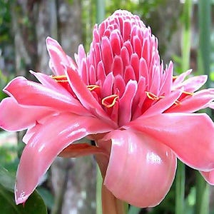 Pink torch ginger Etlingera Elatior   pink color   large to jumbo rhizome