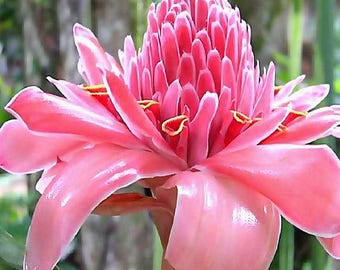 Pink torch ginger Etlingera Elatior   pink color   large to jumbo rhizome