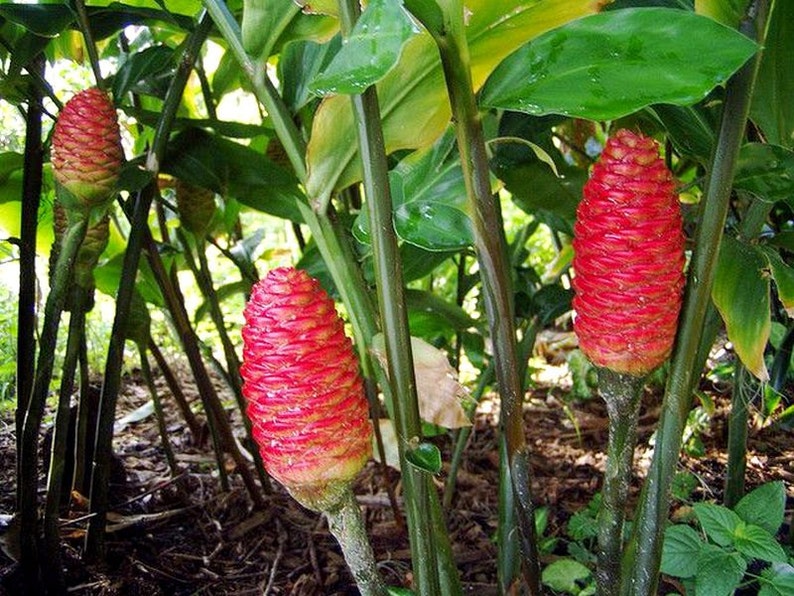 Shampoo Ginger Awapuhi Live Medicinal Zingiber Zerumbet Rhizomes