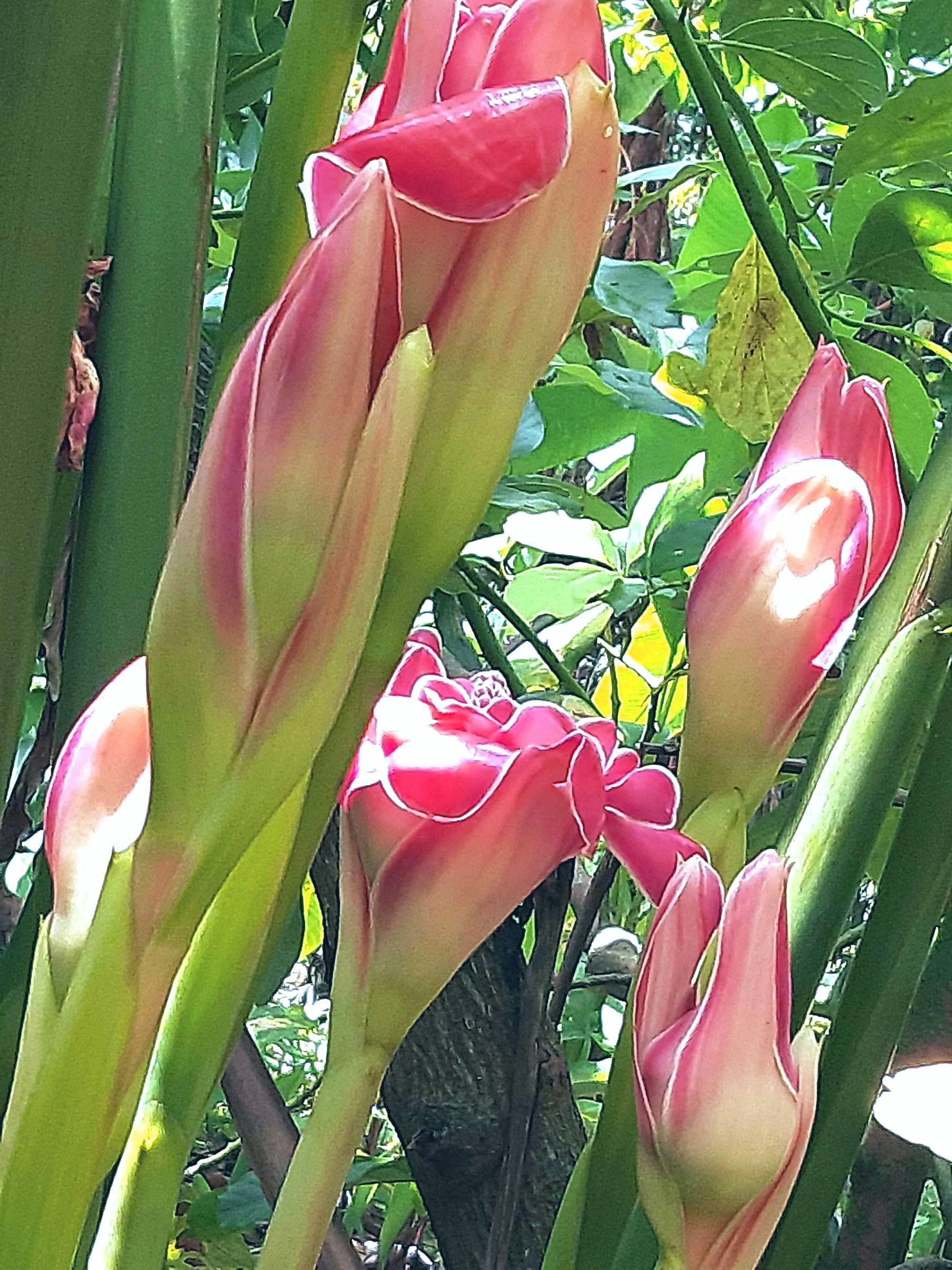 Rare Creamy stripe torch ginger Etlingera Elatior   pink light yellow cream color   large  rhizome