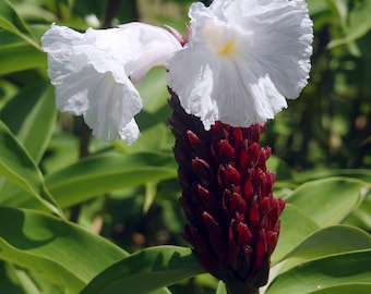 Speciosus Crepe Ginger Plant (costus sp) Malay  live rhizome tropical plant live with roots