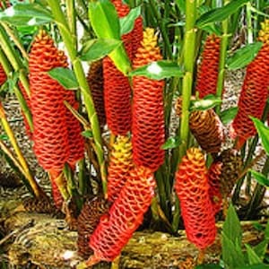 Zingiber spectabile Giant Beehive rhizome tropical plant live with roots