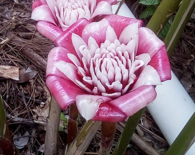 Malay Rose Torch Ginger Etlingera Venusta Tropical Flowers One Live