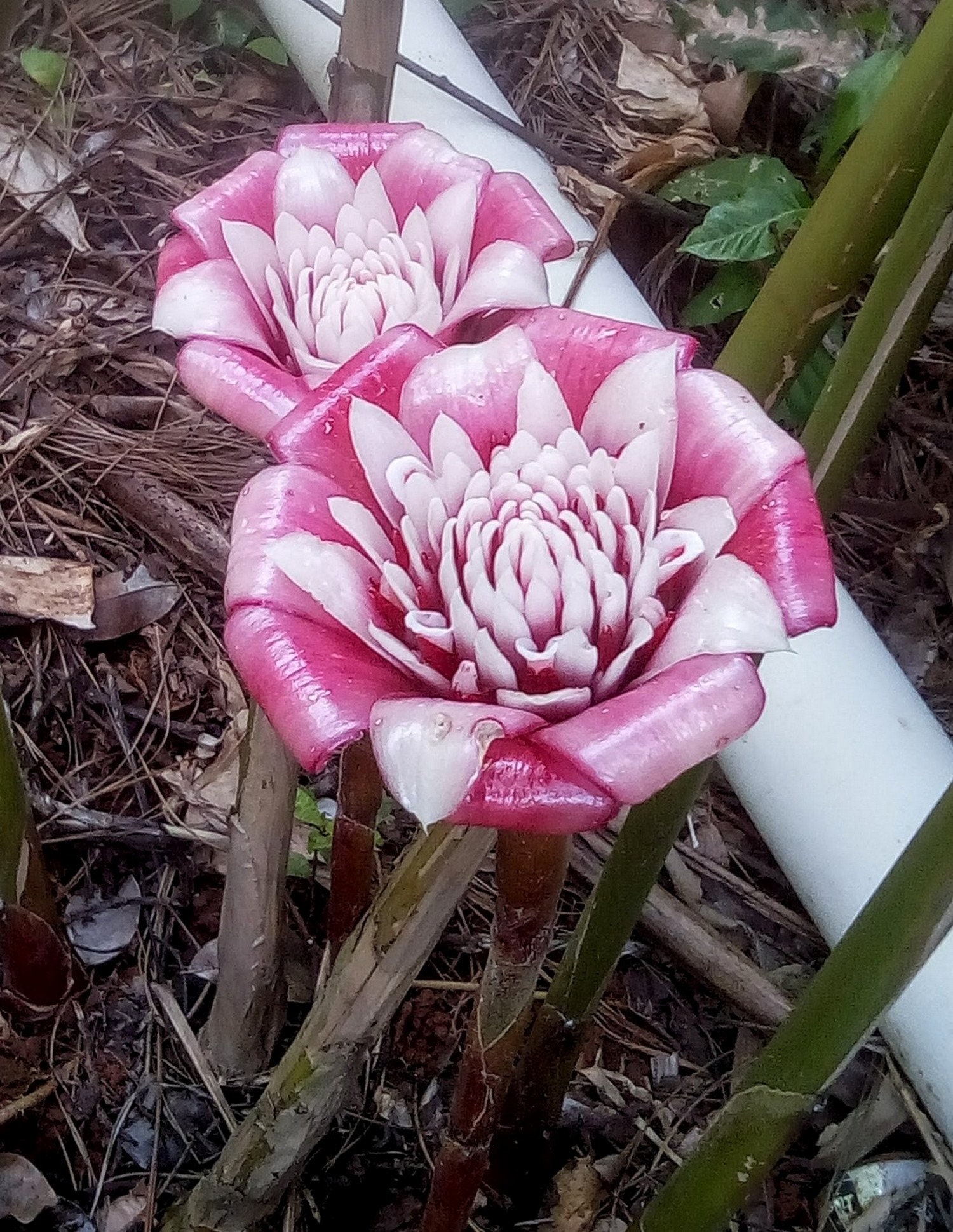 Malay Rose Torch Ginger Etlingera Venusta Tropical Flowers One