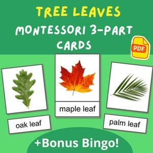 Könnte beinhalten: Drei-teilige Montessori-Karten mit Bildern von einem Eichenblatt, einem Ahornblatt und einem Palmblatt. Die Karten sind mit dem Namen jedes Blattes beschriftet. Der Text "+Bonus Bingo!" befindet sich am unteren Rand des Bildes.