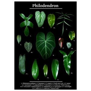 Stampa artistica A3 e A4 con foglie di filodendro