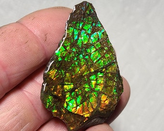 Ammolite Hand Specimen , Ammolite Display , Canadian Ammolite