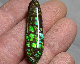 Ammolite Cabochon Canadian Ammolite Ammolite Gem