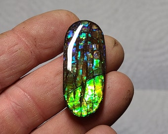 Ammolite Cabochon Canadian Ammolite Ammolite Stone