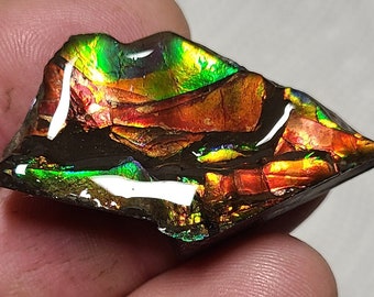 Ammolite Hand Specimen , Ammolite Display , Canadian Ammolite