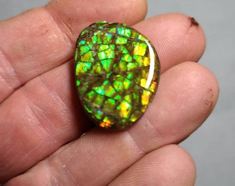 Ammolite Cabochon Canadian Ammolite