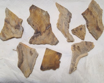 Hell's Canyon Petrified Wood Rough Slabs