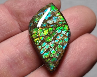 Ammolite Cabochon Canada Ammolite