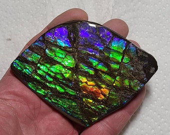 Ammolite Hand Specimen , Ammolite Display , Canadian Ammolite