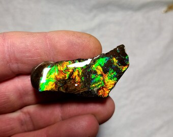 Ammolite Hand Specimen , Ammolite Display ,Ammolite